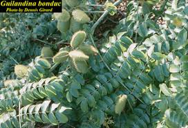 Image result for Guilandina bonduc