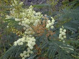 Image result for Acacia kamerunensis