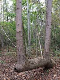 Indian Trail Marker Tree Arbre Indien Amerique Amerindien