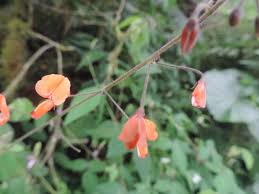 Image result for Hylodesmum repandum