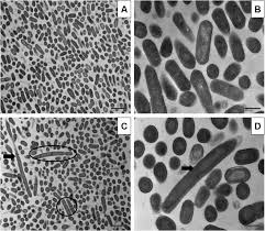 In some of the species, movement is made possible by the presence of peritrichous flagella. Frontiers Listeria Monocytogenes Response To Sublethal Chlorine Induced Oxidative Stress On Homologous And Heterologous Stress Adaptation Microbiology