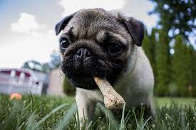 Just why do some dogs love to bury their stuff? Why Do Dogs Bury Bones Sitstay