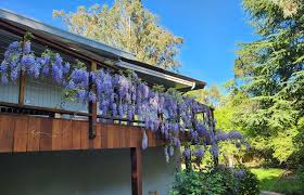 Image result for Wisteria
