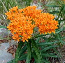 Image result for Asclepias longissima