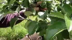 It may also mean removal of young shoots, buds, and leaves. How To Prune Fruit Trees In The Summer Gardening Wonderhowto