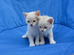 Anak kucing yang sangat comel. Dua Ekor Anak Kucing Paling Comel Kitten 1280x943 Wallpaper Teahub Io