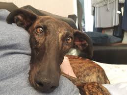 Fundraiser for Janet Watkins by Elizabeth Hallam : Help Phoenix Fight for  Her Life