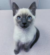 They are 12 weeks old, fully wormed, microchipped and have had. Siamese Kittens For Sale Elena Siamese Kittens
