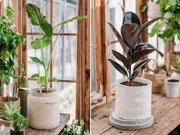 How To Plant In A Pot Without Drainage Holes Magnolia Plants Indoor Flower Pots Indoor Flowers