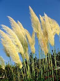How To Grow Pampas Grass In Containers Grass Flower Grass Ornamental Grasses