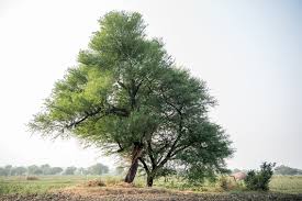 Image result for Acacia senegal
