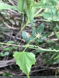 Image result for Zehneria tridactyla