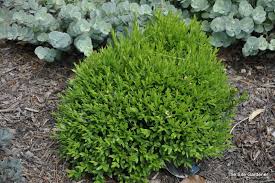 Image result for Buxus acutata