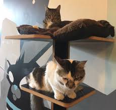 Our counselors will help you choose the best feline for your lifestyle cats for adoption in san diego. Purringtons Cat Lounge Offers Senior Citizens And Veterans A Paw Some Deal Portland Monthly