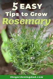 How To Grow Rosemary From Seed In 5 Easy Steps The Gardening Dad Growing Rosemary Growing Herbs At Home Growing Rosemary Indoors