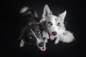 Australian Shepherd Dog Black And White Black White Dog Animals 1080p Wallpaper Hdwallpaper Desktop Australian Shepherd Dogs Black Dog Dogs