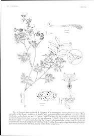 Image result for Pomaria burchellii