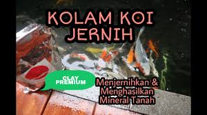 6 cara menjernihkan air aquarium ganti 2 sebulan sekali. Cara Menjernihkan Air Kolam Koi Dengan Clay Premium Surya Ubul Youtube
