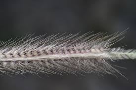 Image result for Tetrapogon tenellus