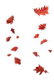 Autumn Leaves Overlays Digital Overlay Falling Leaves Fall Etsy Photoshop Overlays Background Images Wallpapers Digital Overlays