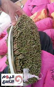 Among communities from the areas where the plant is native, khat chewing has a history as a social custom dating back thousands of years analogous to the use of coca leaves in south am. Ø¨Ù„Øº Ø³Ø¹Ø±Ù‡Ø§ Ù…Ù„ÙŠÙˆÙ† Ø±ÙŠØ§Ù„ Ø­Ø¨Ø© Ù‚Ø§Øª ÙÙŠ Ø¹Ø¯Ù† ØªØ³Ø¬Ù„ Ø±Ù‚Ù… Ù‚ÙŠØ§Ø³ÙŠ ÙÙŠ Ø¸Ù„ Ø£Ø³ÙˆØ£ Ø£Ø²Ù…Ø© Ø¥Ù†Ø³Ø§Ù†ÙŠØ© ÙŠØ¹Ø§Ù†ÙŠ Ù…Ù†Ù‡Ø§ Ø§Ù„ÙŠÙ…Ù† Ø´Ø§Ù‡Ø¯ Ø§Ù„ÙŠÙˆÙ… Ø§Ù„ØªØ§Ø³Ø¹