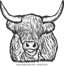 Cow coloring pages coloring books highland cow tattoo scottish cow cow drawing fluffy cows highland cattle diy artwork cow art. Shutterstock Puzzlepix