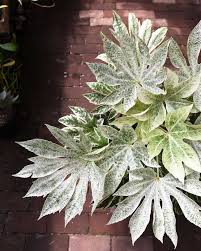 We grow and sell healthy, unusual. Variegated Indoor Plants The Science Behind The Latest Houseplant Tre Pistils Nursery