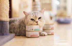 Reviews of the top choices or wet, dry, and canned food, for a healthy happy kitty. Expert Advice On Cats With Gastrointestinal Problems Lovetoknow