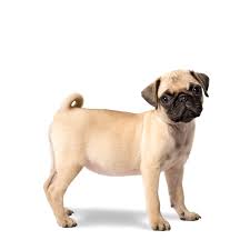 7 of the best dog foods for pugs. Best Food For Pug Puppies Pug Dog Food 2021 Goodpuppyfood