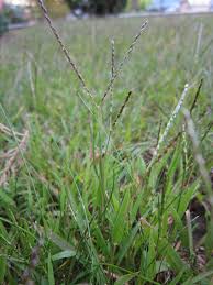 Image result for Digitaria compressa