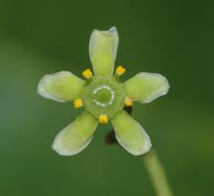 Image result for Elaeodendron