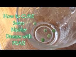 How To Cure Swim Bladder Disease With Peas Youtube