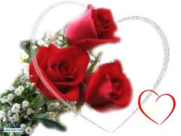 اجمل وردة حمراء رومانسية احلي ورود باللون الاحمر رسائل حب
