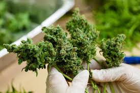 How Tourists Can Buy Marijuana In Colorado Frommer S