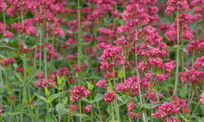 Check spelling or type a new query. Gardens Weeds To Love And Loathe Gardens The Guardian