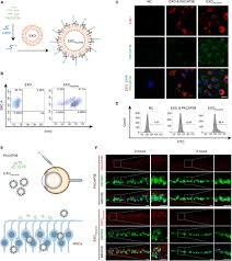 1 risma di carta per fotocopie a4 500 fogli 80gr/m² copy economy confezione bianca pefc. Frontiers Exosome Mediated Delivery Of The Neuroprotective Peptide Pacap38 Promotes Retinal Ganglion Cell Survival And Axon Regeneration In Rats With Traumatic Optic Neuropathy Cell And Developmental Biology