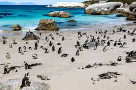 Menschen dürfen ihre häuser und wohnungen nur in dringenden fällen verlassen, zum einkaufen etwa oder zu arztbesuchen. Pinguin Party In Sudafrika 8 Tage Nach Kapstadt Mit Guter Unterkunft Flug Nur 531 Urlaubstracker At