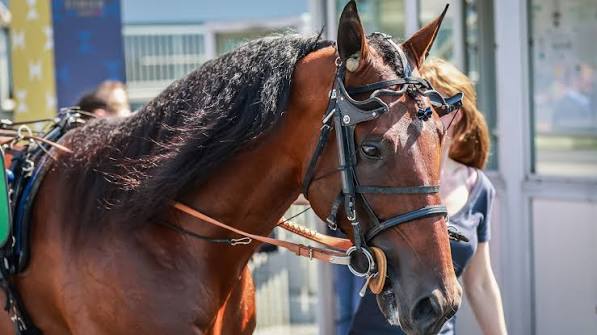 Idao de Tillard, 48 heures sous tension | LETROT