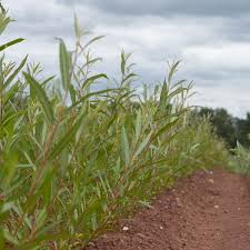 They're also one of the most diverse species of plants in the temperate world. Salix Alba Vitellina Golden Willow Hedge Nursery