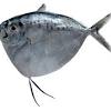 Tilapia is an introduced species in the country grown in fish cages and fish ponds largely used in aquaculture because of its fast reproduction leading it to be called chicken of the sea. 3