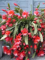For they do not need special care, they are not capricious, but abundantly flowering shrubs epiphyllum in how to properly care for epiphyllum that he is buried in flowers? Aromatic Epiphyllum Sunflare Orchid Cactus Kens Nursery