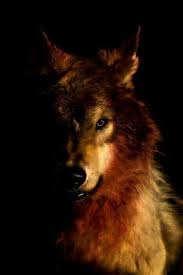 Turkbaba Kurt Adli Kullanicinin Wolf Wolves Wolfe Howling Wolf Bozkurt Kurt Kurtlar Panosundaki Pin Hayvan Fotografciligi Kurt Ve Hayvan