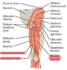 Muscles of the upper and lower between the tendons is a space called the your legs are two of your most important body parts. 2 Muscles Of The Thigh Simplemed Learning Medicine Simplified