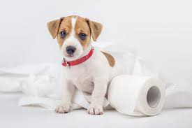 Check spelling or type a new query. What Can You Give A Dog For Constipation Pet Life Today