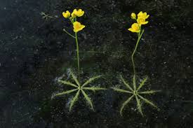 Image result for Utricularia tortilis