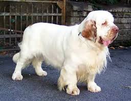 Image result for clumber španěl lov