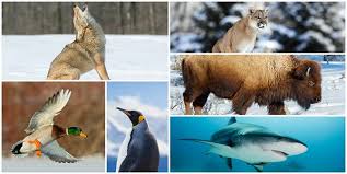 Deutschland cup in krefeld | 05.11. Die Tierischen Namen Der Eishockeyteams