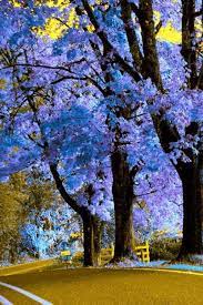 Oh My Goodness Spectacular Tree Beautiful Nature Beautiful Tree
