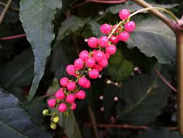 Image result for Petiveriaceae