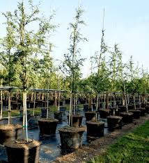 Image result for Acacia farnesiana